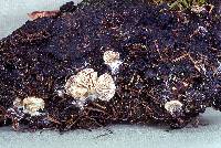 Entoloma byssisedum image