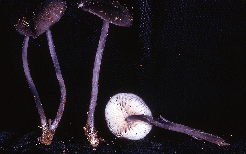 Leptonia yatesii image