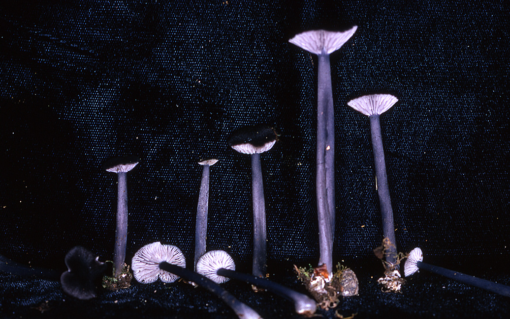 Leptonia yatesii image