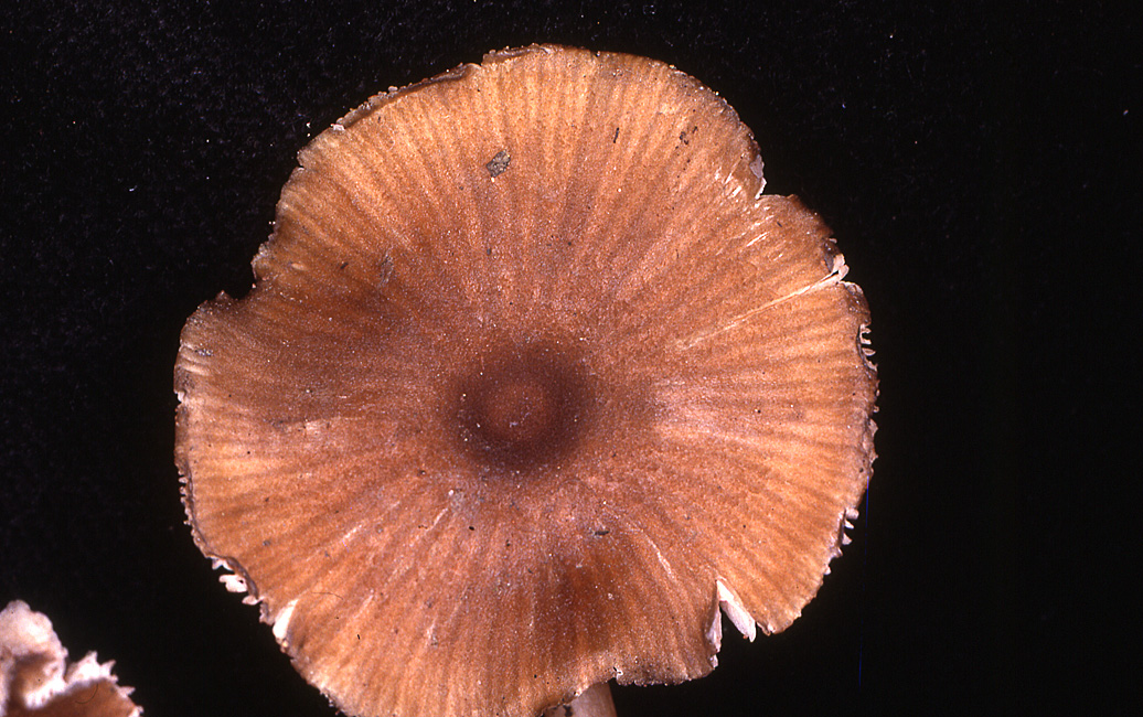 Leptonia strictipes image