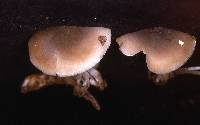 Entoloma myrmecophilum image