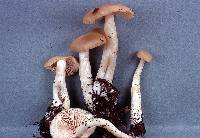 Entoloma rhodopolium image