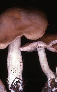 Entoloma sericatum image