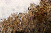 Leptonia formosa var. microspora image