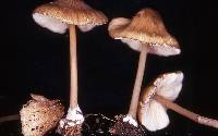 Entoloma exile image