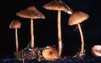 Entoloma exile image