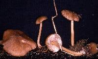 Entoloma exile image