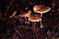 Entoloma exile image