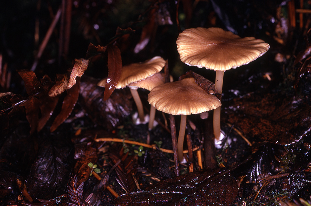 Entoloma exile image