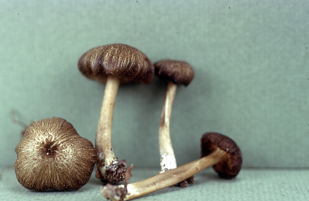 Leptonia badissima image