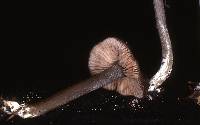 Entoloma caesiocinctum image