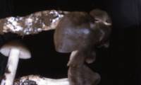 Entoloma subsaundersii image