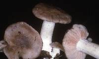 Entoloma subsaundersii image