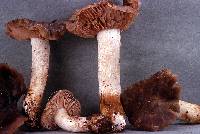 Entoloma subsaundersii image