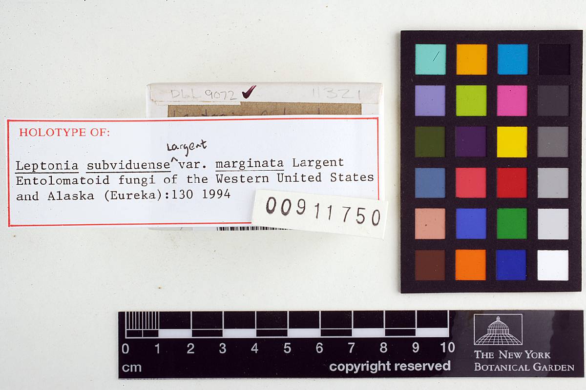 Leptonia subviduense var. marginata image