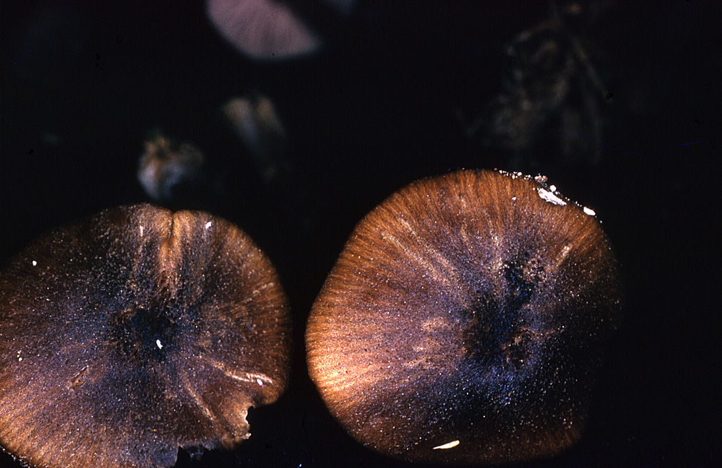Leptonia fuscata var. fuscata image