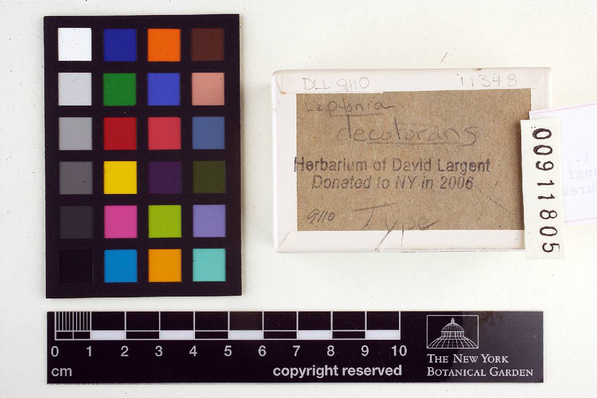 Leptonia decolorans image
