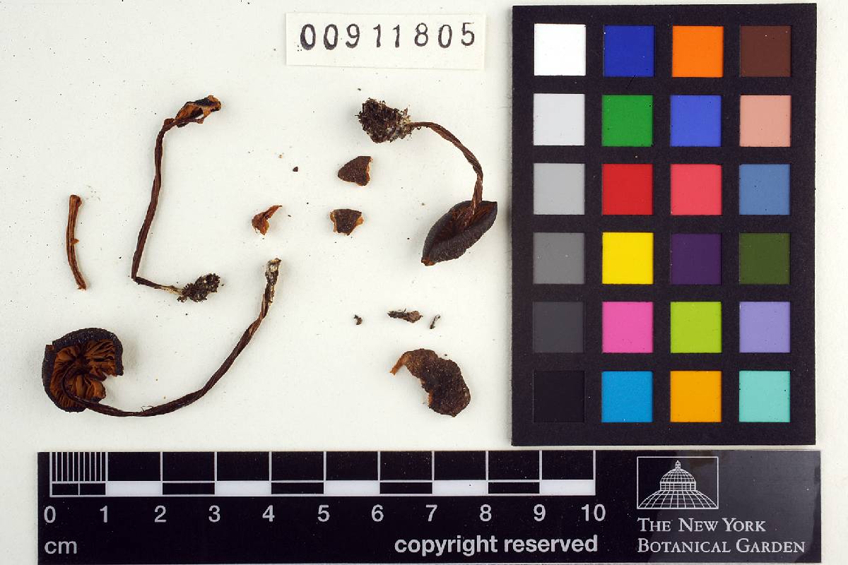 Leptonia decolorans image