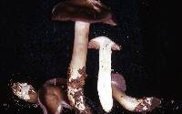 Entoloma cinereolamellatum image