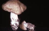 Entoloma lividoalbum image