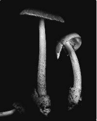 Leccinum subglabripes image