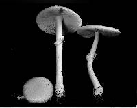 Amanita pantherina var. multisquamosa image