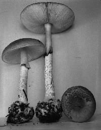 Amanita porphyria image