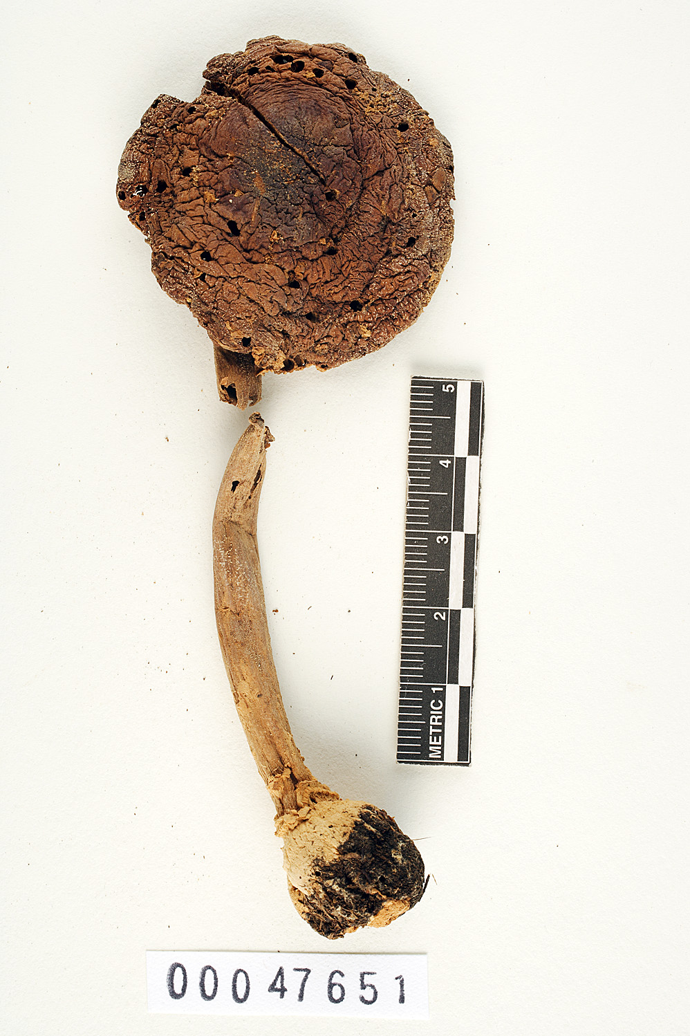 Amanita bharatensis image