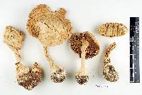 Amanita candida image