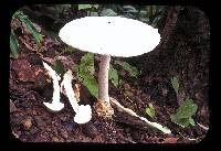 Amanita chepangiana image