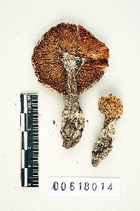 Amanita tenuifolia image