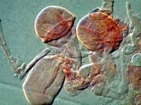 Pluteus brunneidiscus image