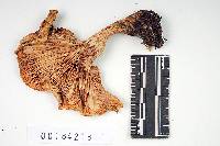 Lactarius leonis image