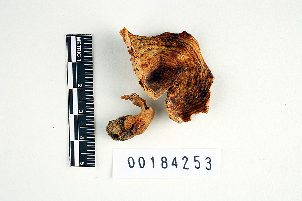 Lactarius lanuginosus image