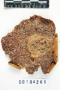 Lactarius subvellereus image