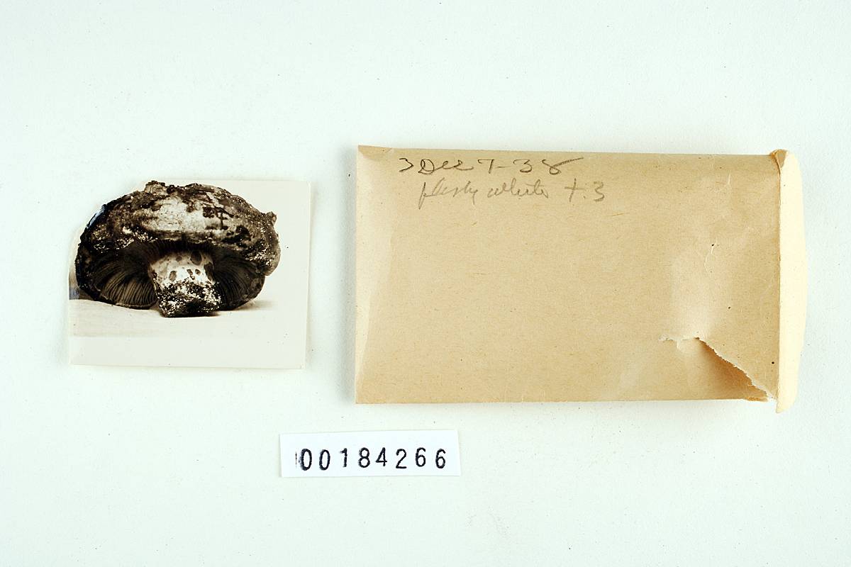 Lactarius limacinus image