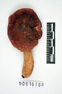 Russula borealis image