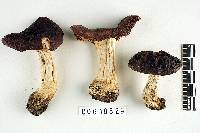 Russula cinereopurpurea image