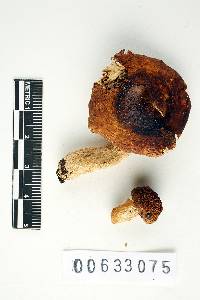 Russula disparilis image