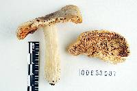 Russula dura image