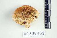 Russula flavisiccans image