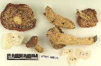 Russula aurata image
