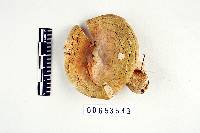 Russula hibbardae image