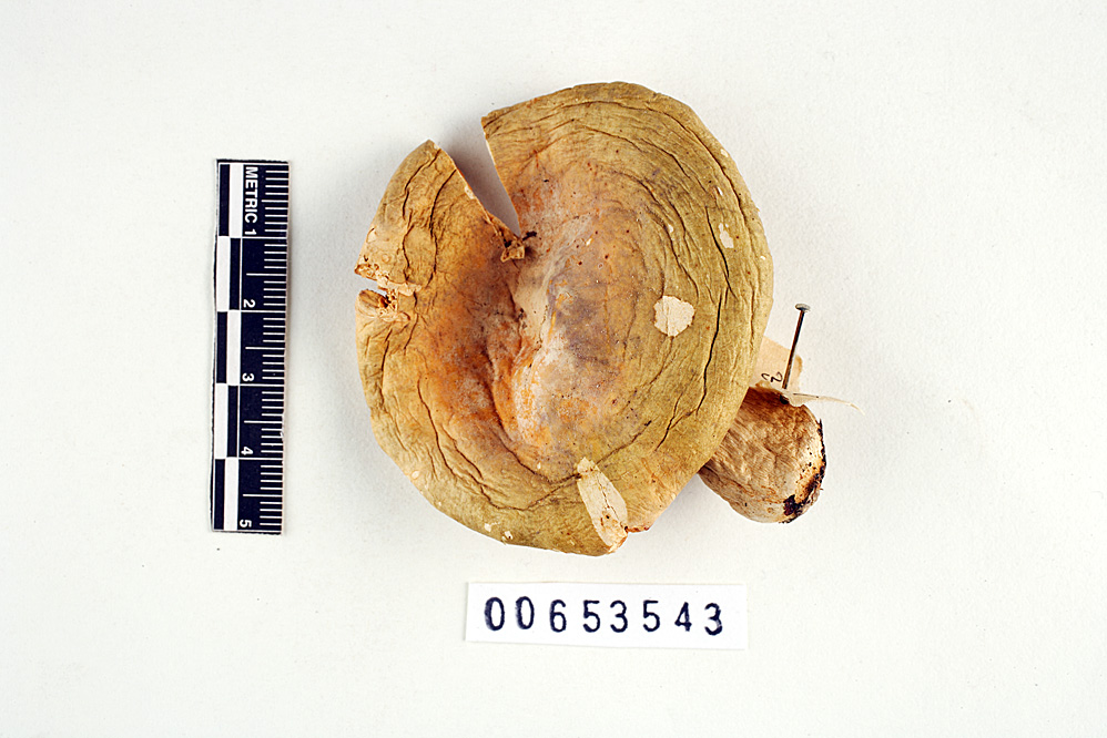 Russula hibbardae image