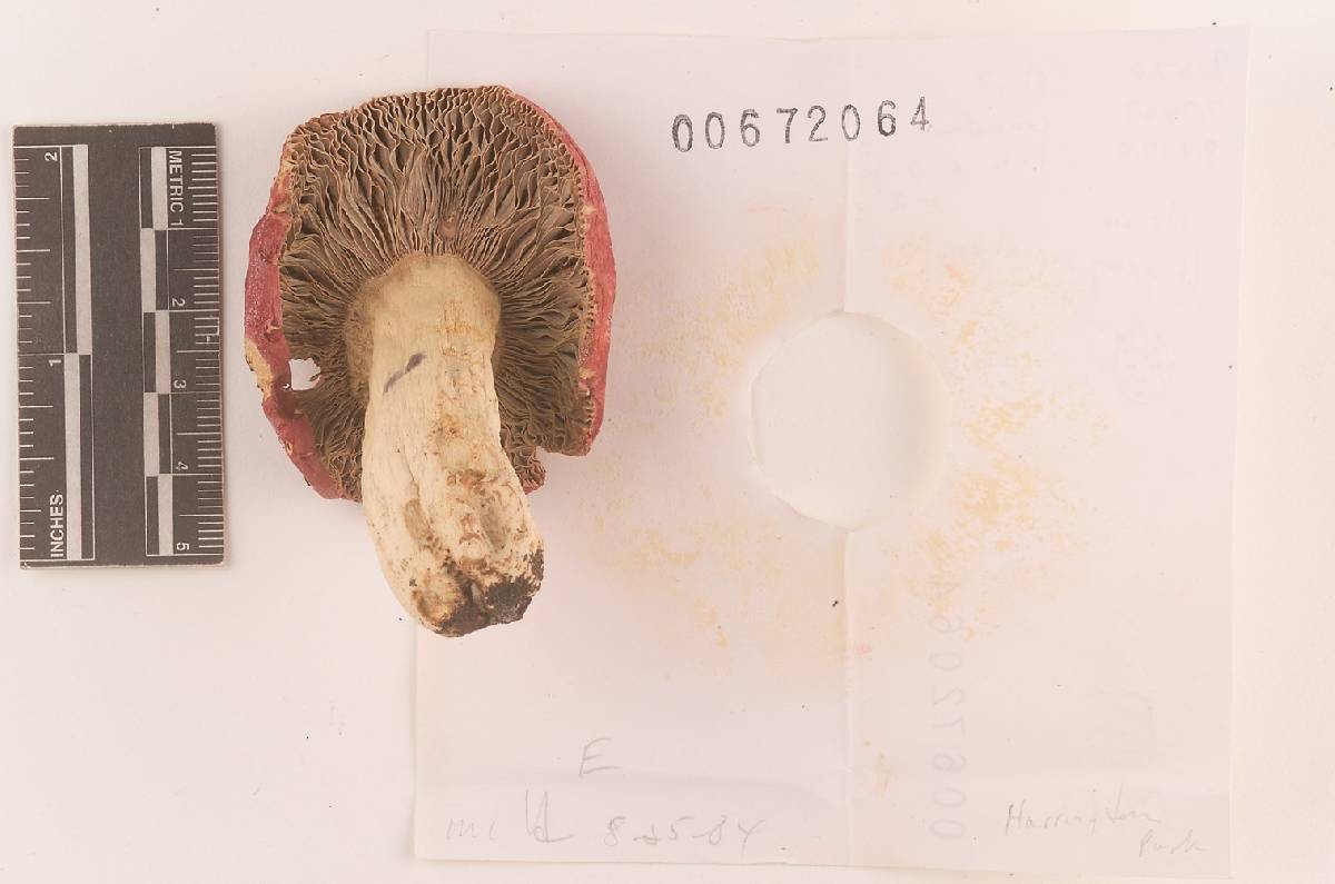 Russula pseudolepida image