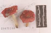 Russula pseudointegra image