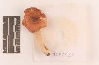 Russula rugulosa image