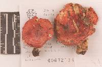 Russula silvicola image