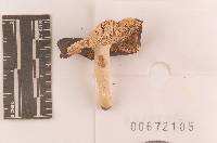 Russula sericeonitens image