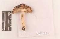 Russula sericeonitens image